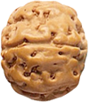 Seed & Nut 10mm