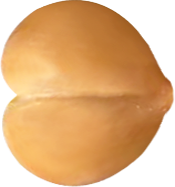 Seed & Nut 12mm